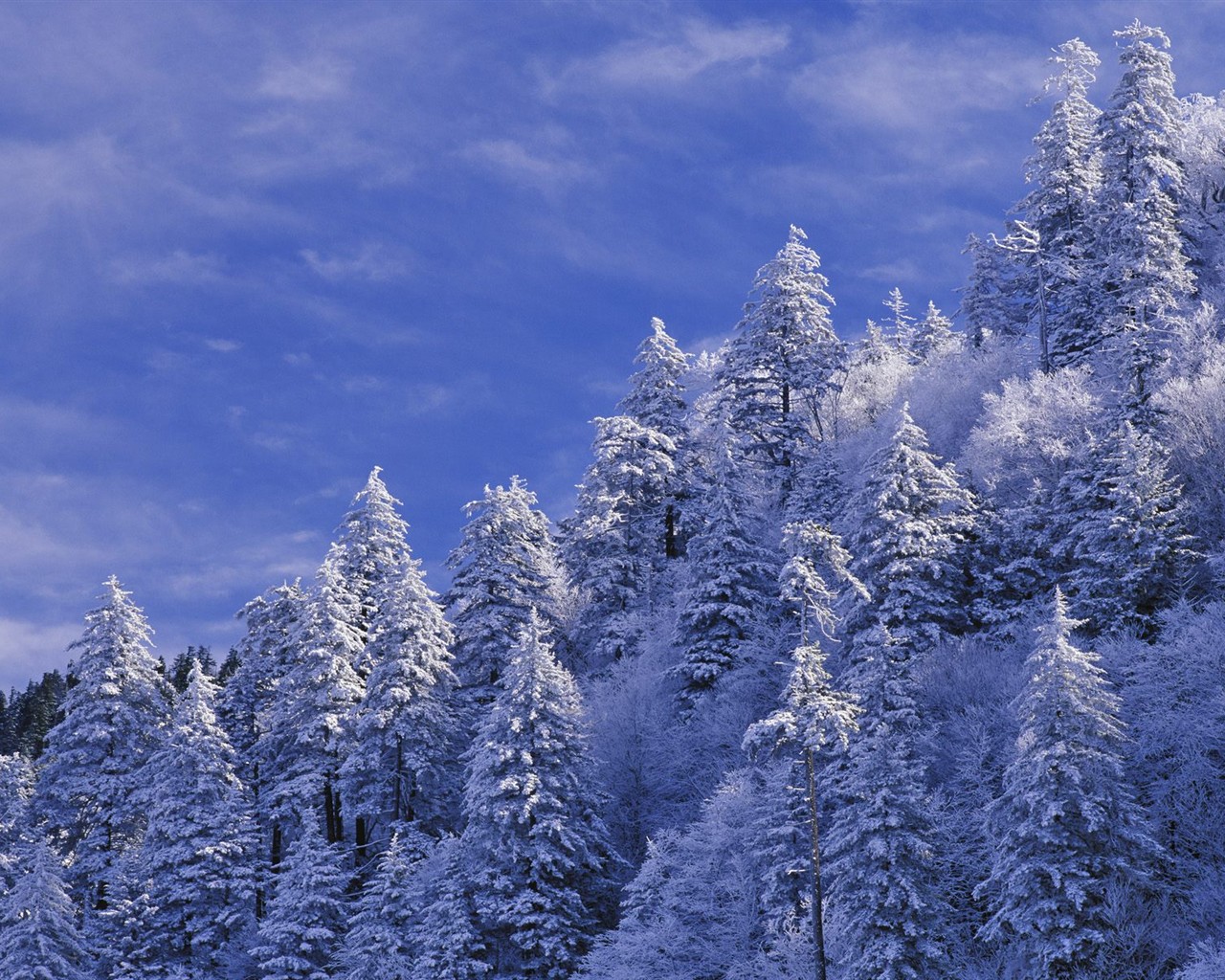 Sníh lesa tapetu (3) #2 - 1280x1024