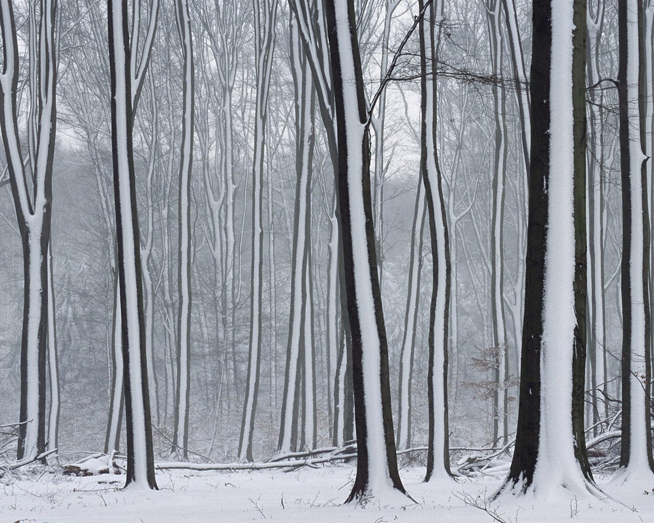 Sníh lesa tapetu (3) #13 - 1280x1024