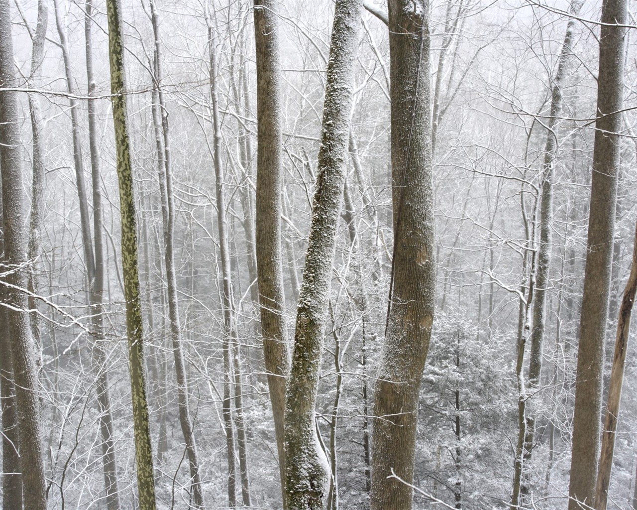 Snow Wald Wallpaper (3) #14 - 1280x1024