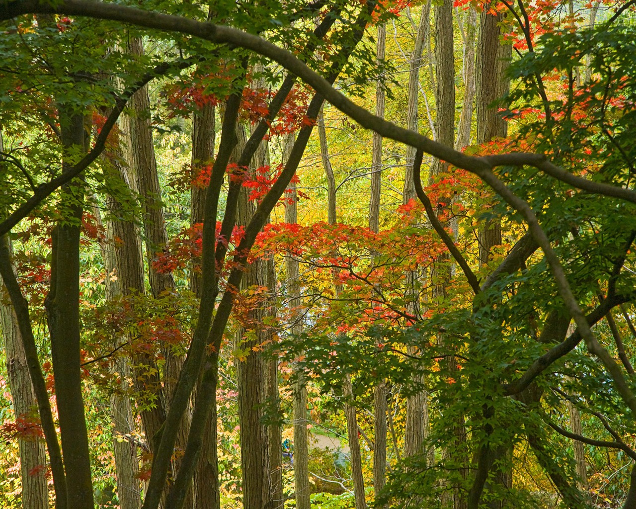 Natural Scenery Highlights (3) #14 - 1280x1024