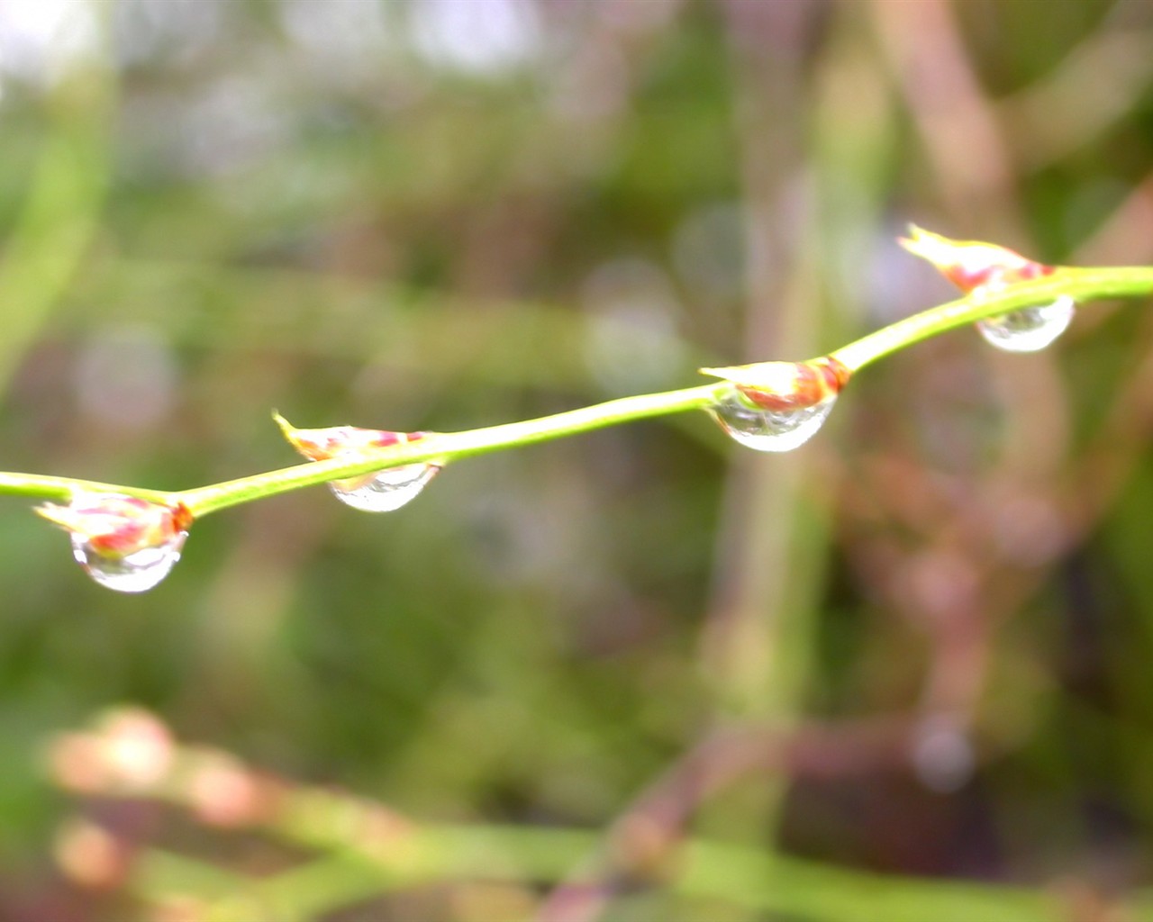 Vista 植物壁紙(三) #6 - 1280x1024