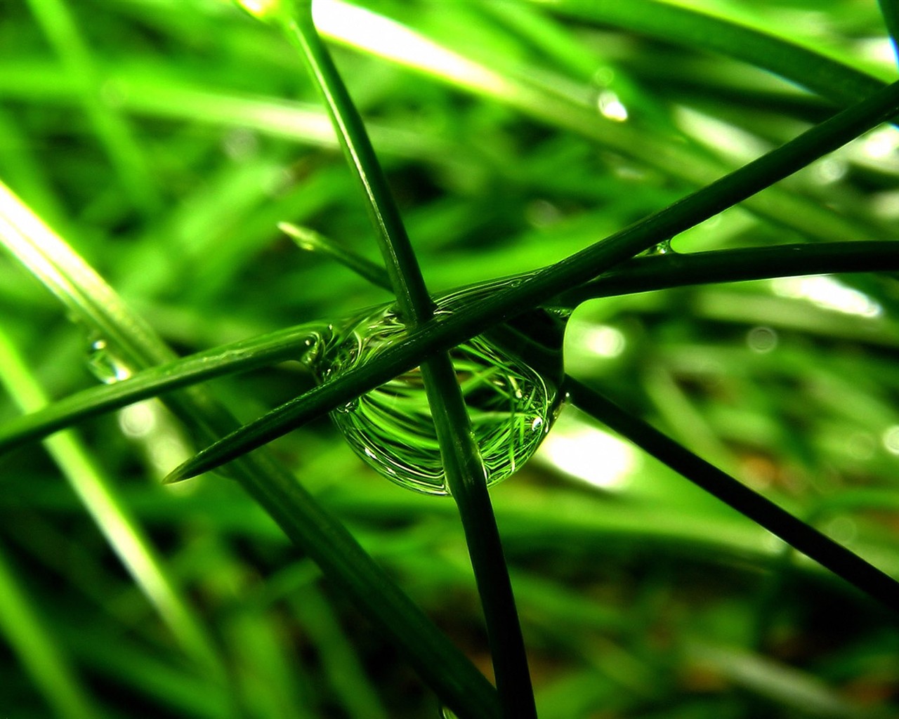 Vista 植物壁紙(三) #19 - 1280x1024
