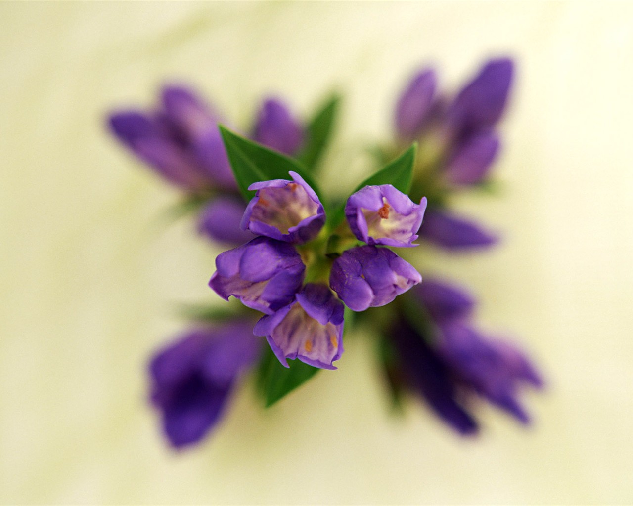 Flower Hintergrundbilder Selection (1) #21 - 1280x1024