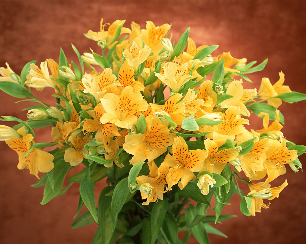 桌面鮮花壁紙精選(一) #30 - 1280x1024