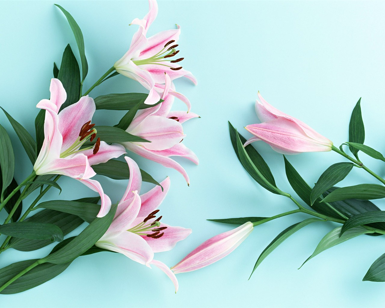 桌面鮮花壁紙精選(一) #32 - 1280x1024