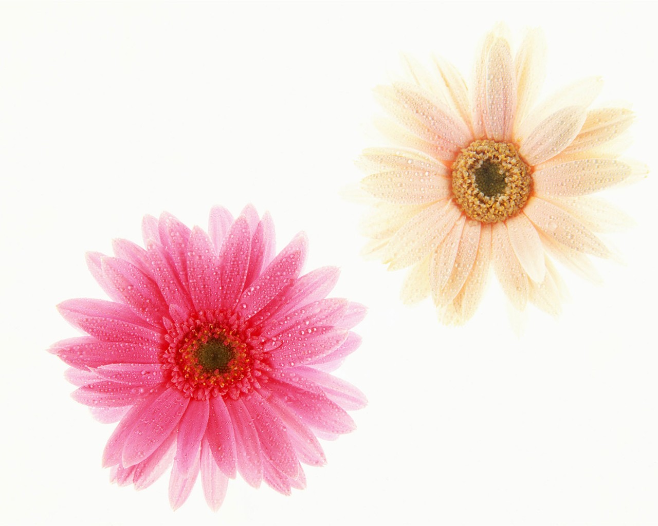 Flower Hintergrundbilder Selection (1) #34 - 1280x1024