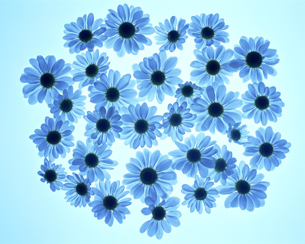 桌面鮮花壁紙精選(一) #35 - 1280x1024