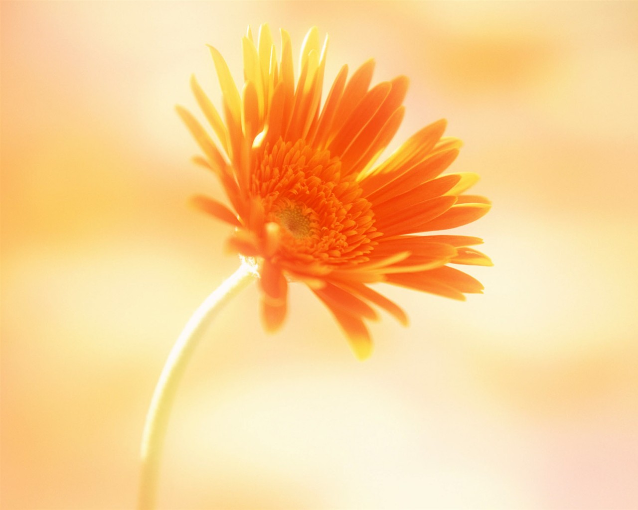 Flower Hintergrundbilder Selection (1) #36 - 1280x1024