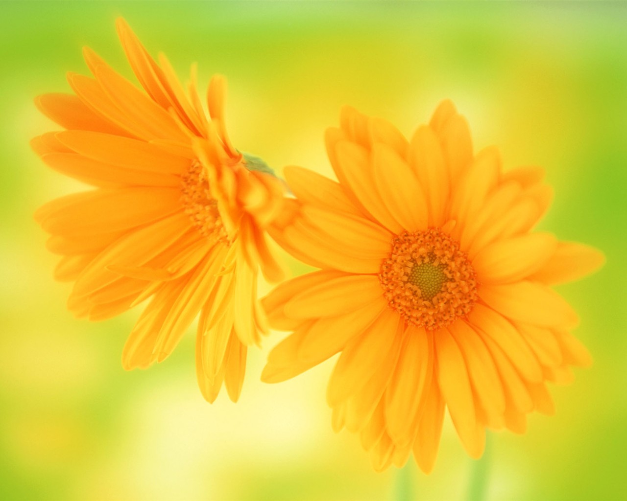 桌面鮮花壁紙精選(一) #37 - 1280x1024