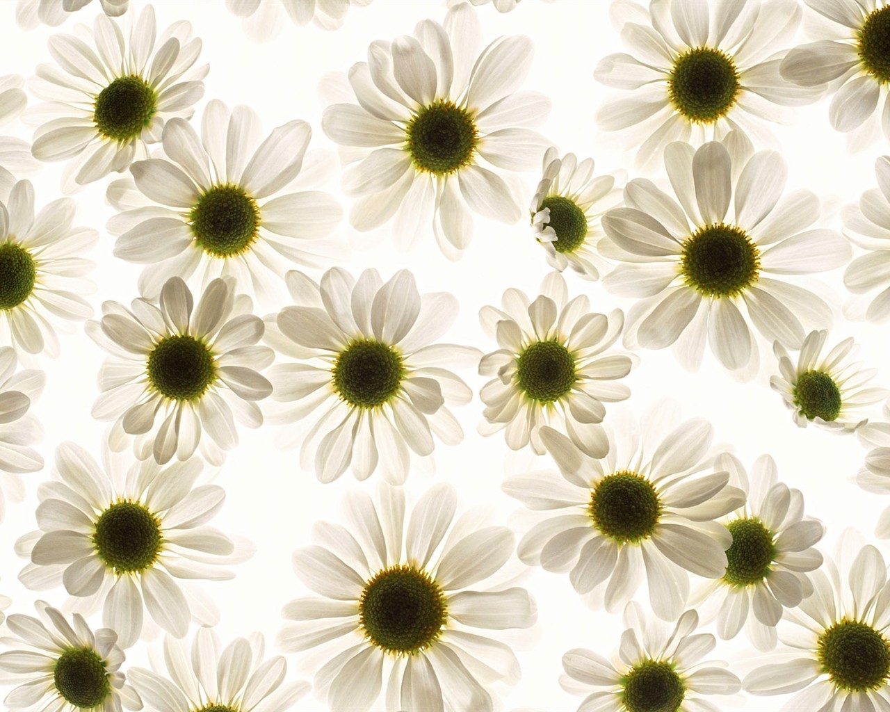 花デスクトップの壁紙セレクション(1) #40 - 1280x1024