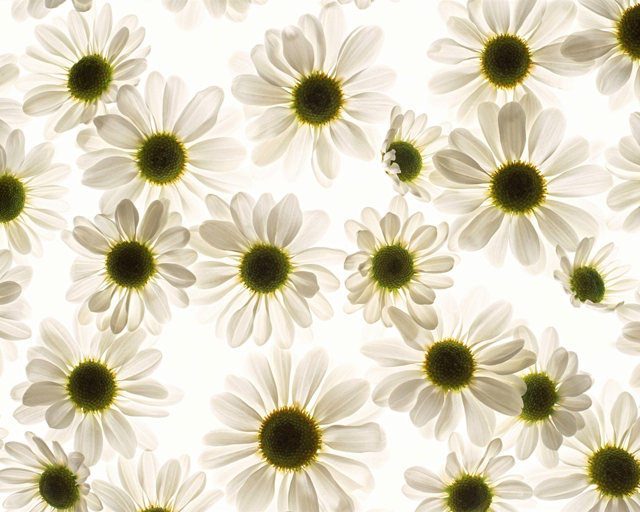 桌面鮮花壁紙精選(一) #40 - 1280x1024