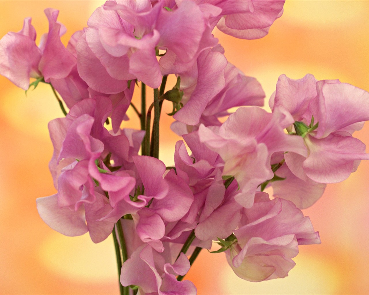 Flower Hintergrundbilder Selection (2) #8 - 1280x1024