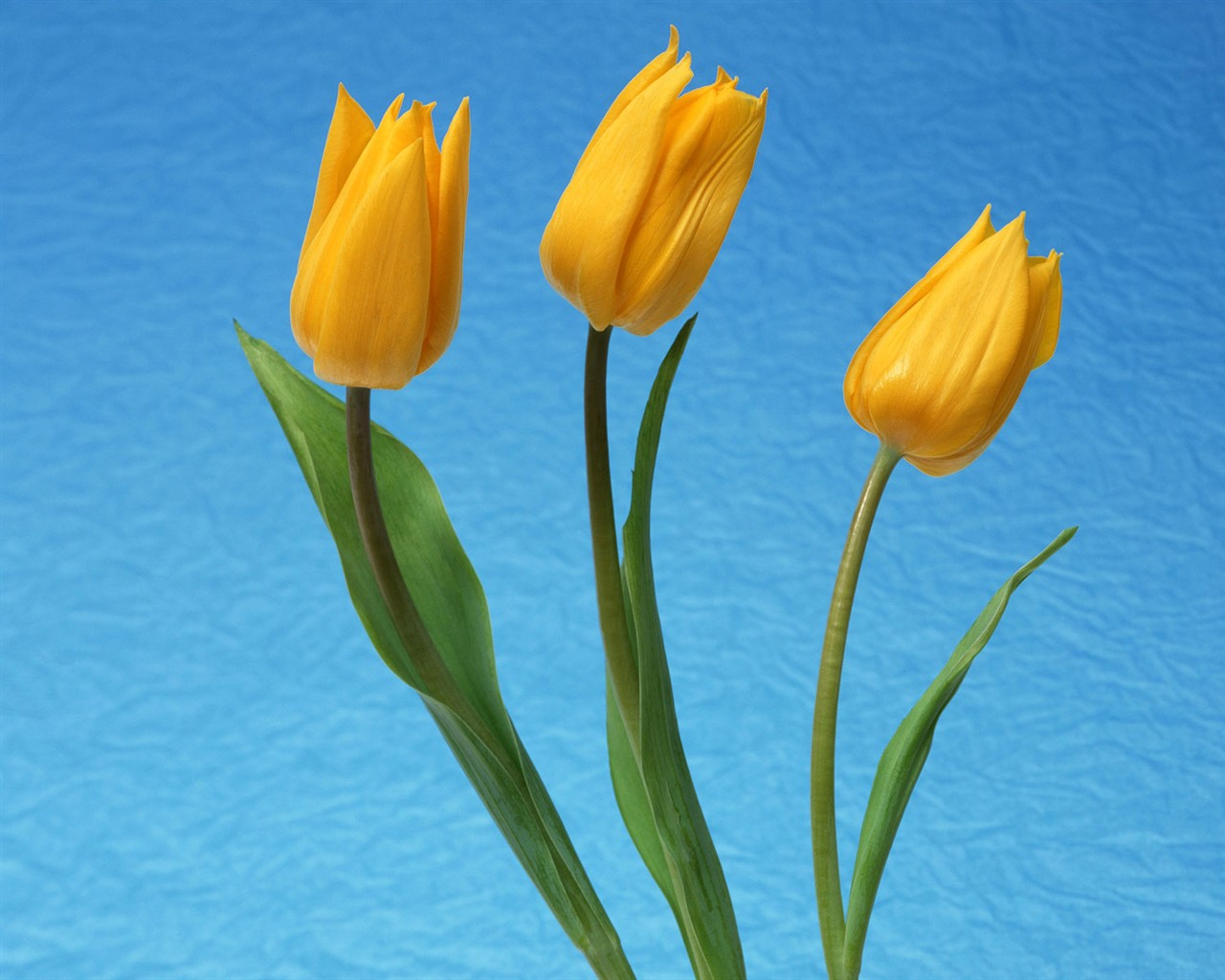 Flower Desktop Wallpaper Selection (2) #26 - 1280x1024
