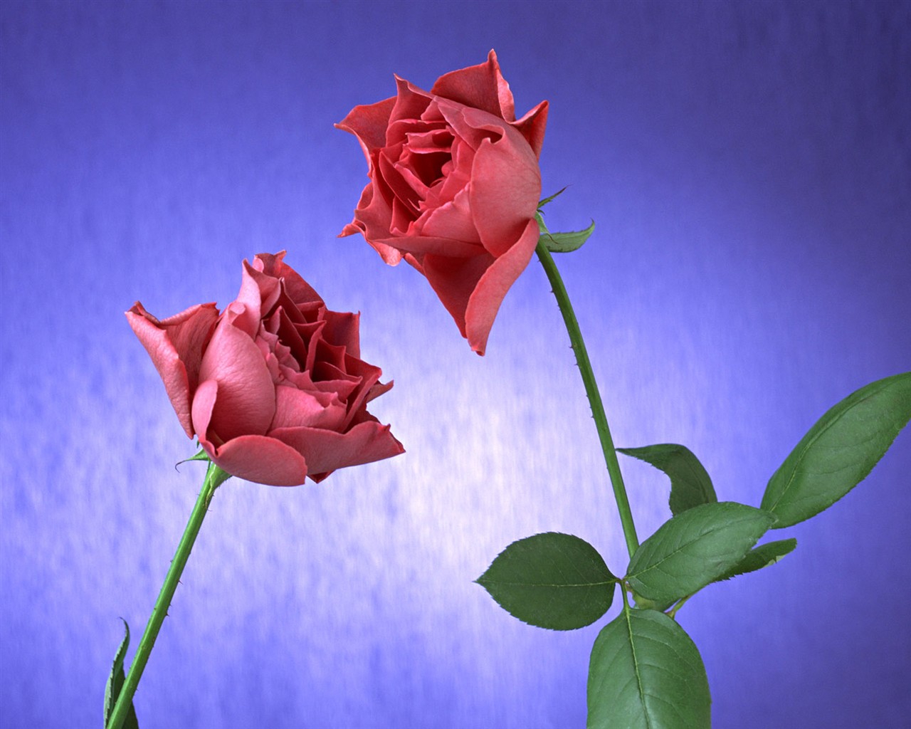 桌面鮮花壁紙精選(二) #30 - 1280x1024