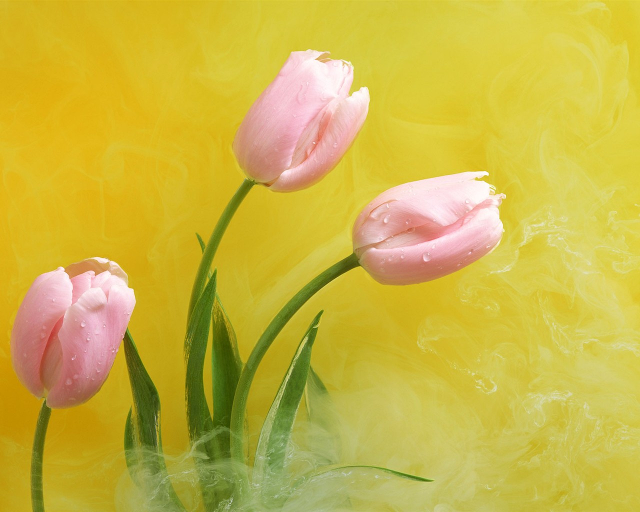 桌面鮮花壁紙精選(二) #31 - 1280x1024
