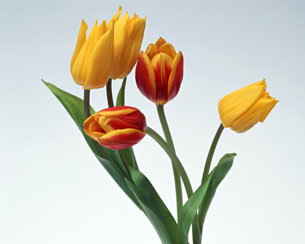 Flower Hintergrundbilder Selection (2) #32 - 1280x1024