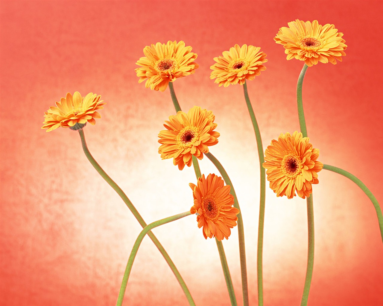 桌面鮮花壁紙精選(二) #33 - 1280x1024