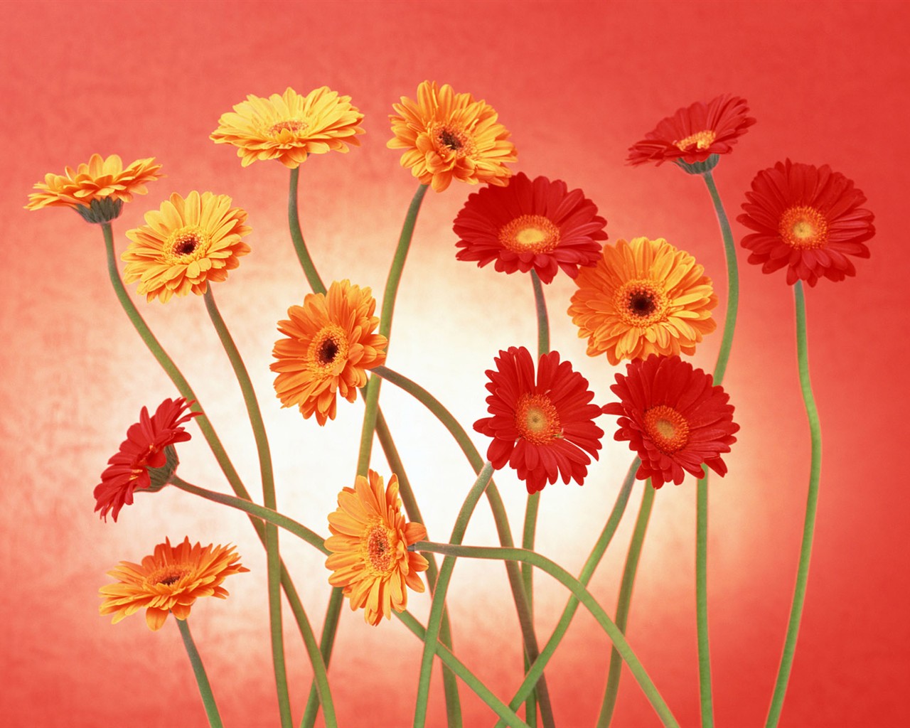 桌面鮮花壁紙精選(二) #34 - 1280x1024