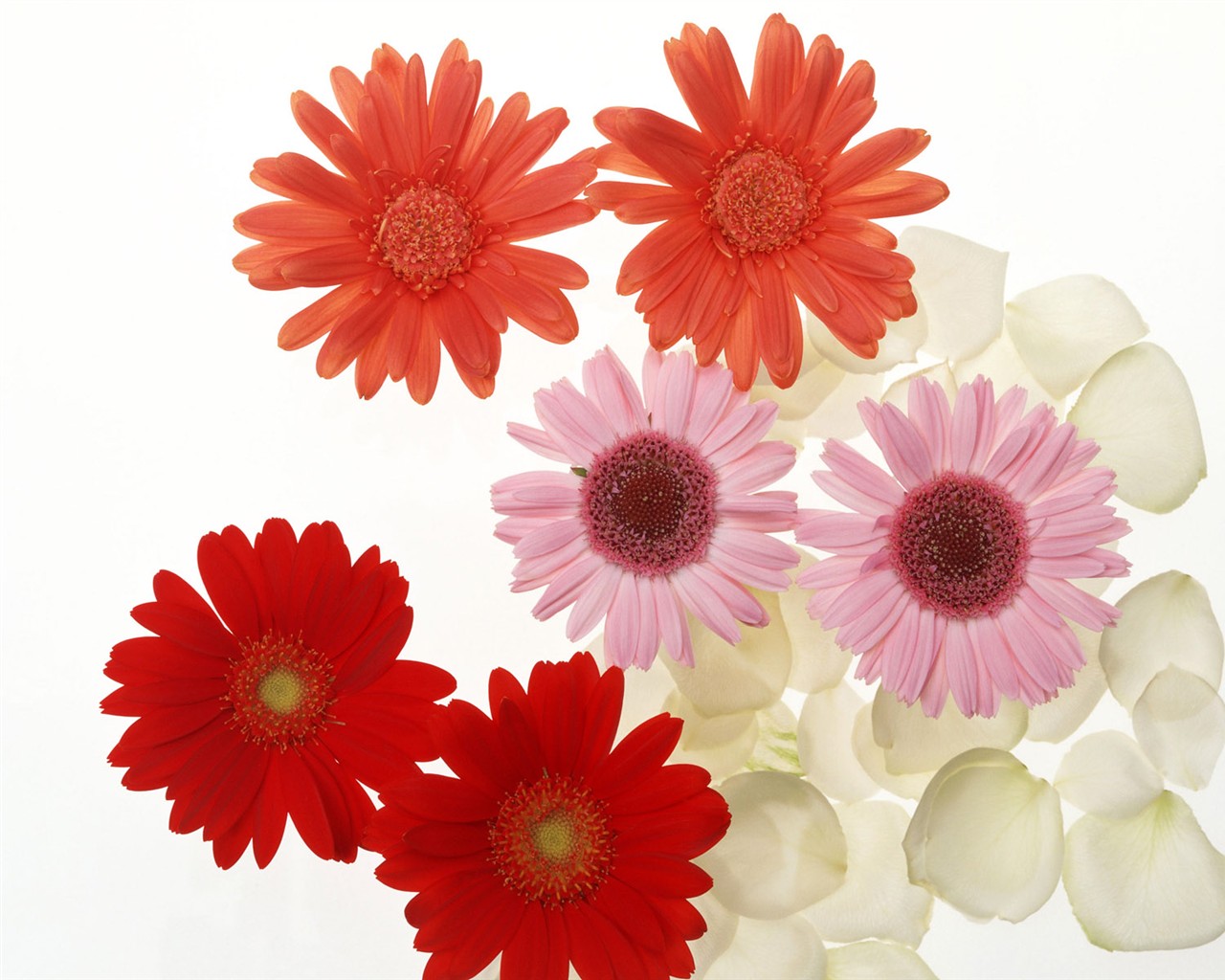 桌面鮮花壁紙精選(二) #35 - 1280x1024