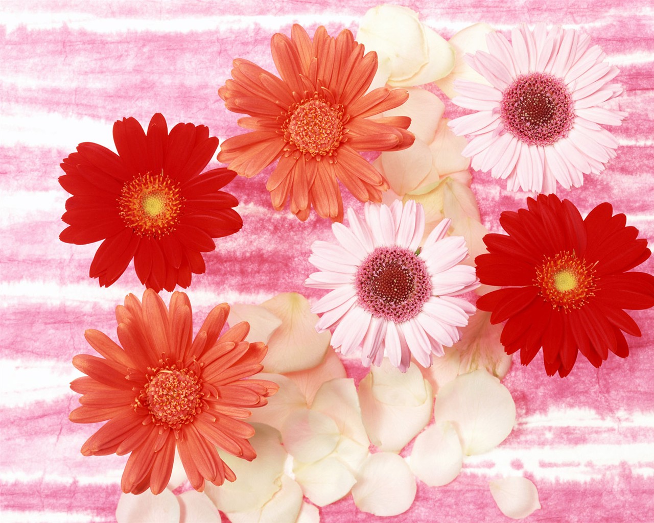桌面鮮花壁紙精選(二) #36 - 1280x1024