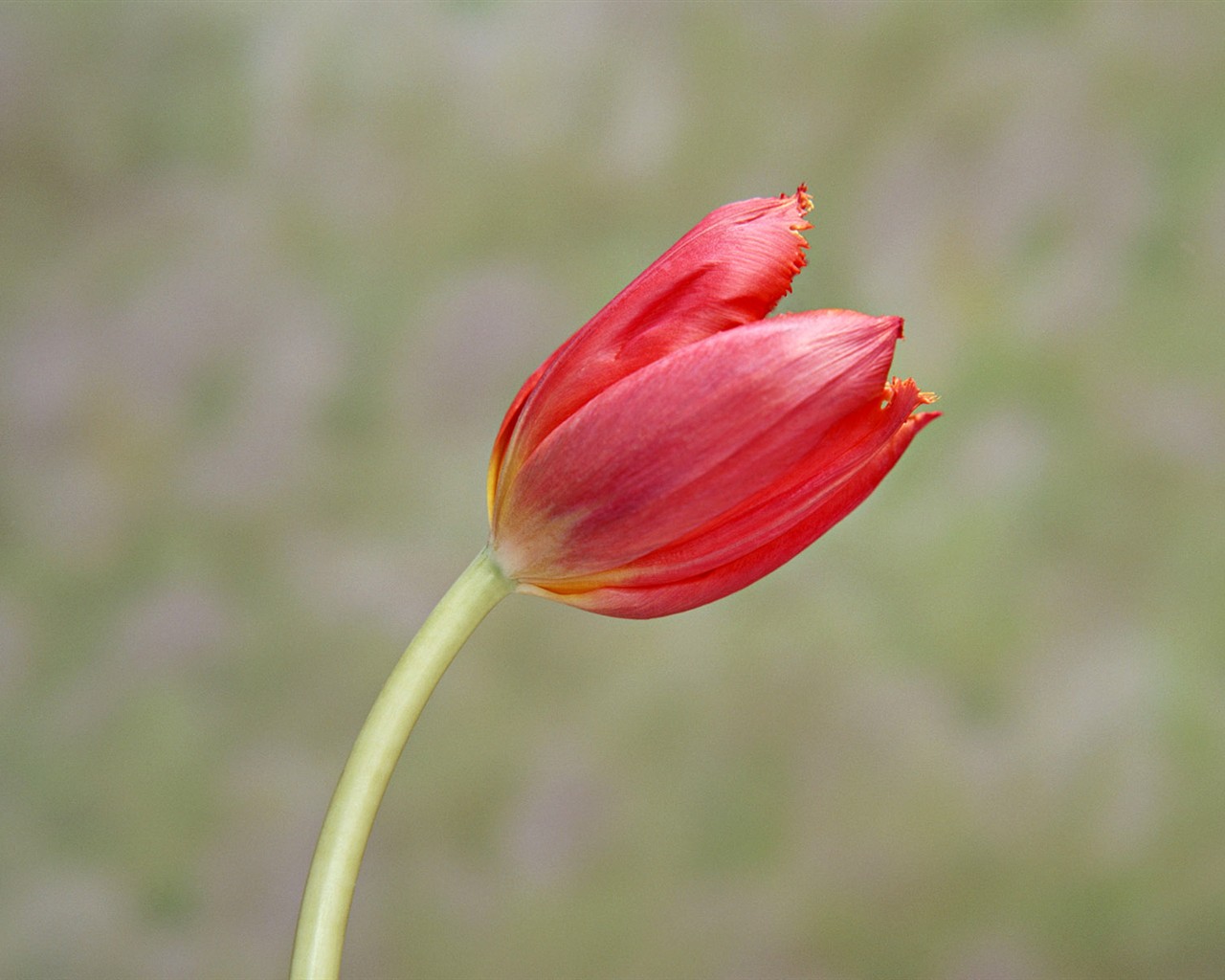 桌面鲜花壁纸精选(二)38 - 1280x1024