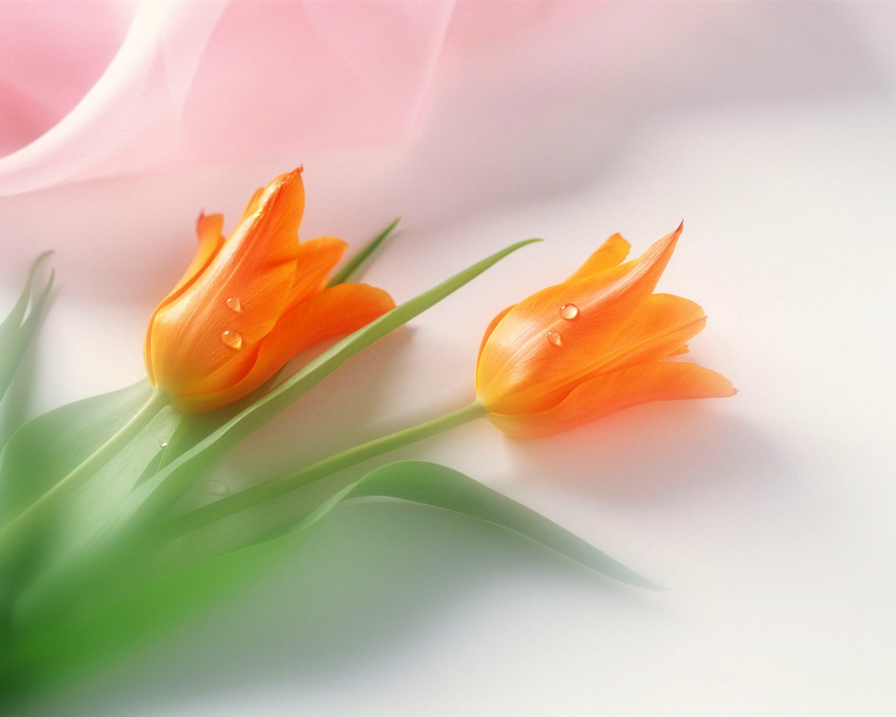 桌面鮮花壁紙精選(二) #39 - 1280x1024