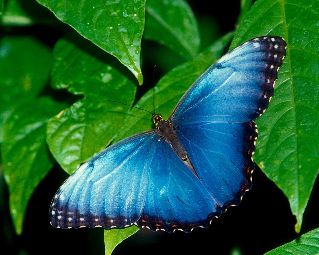 Butterfly Foto tapety (2) #1 - 1280x1024