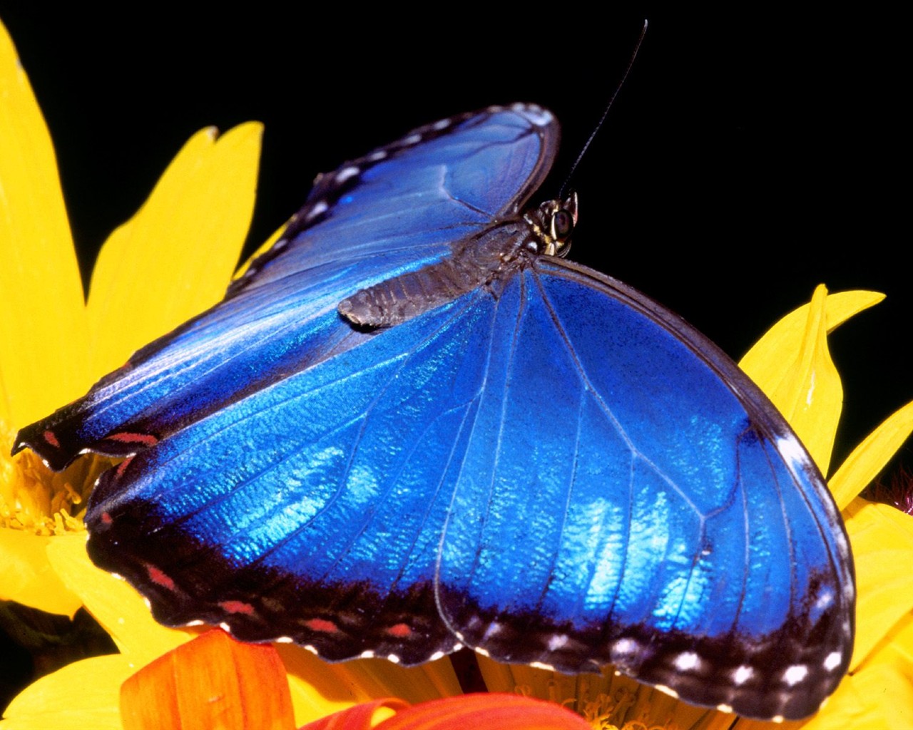 Butterfly Foto tapety (2) #2 - 1280x1024