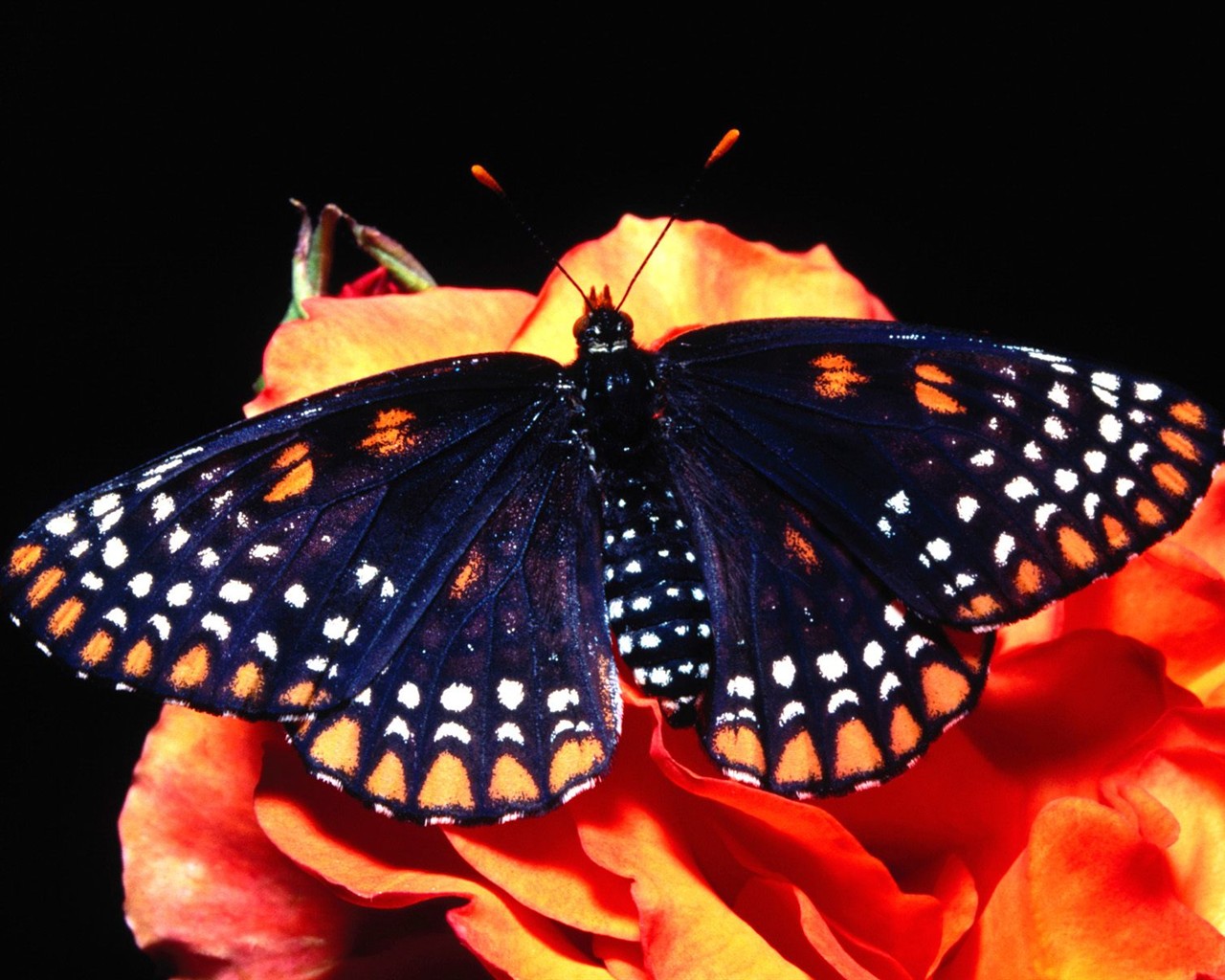 Fondo de pantalla de fotos de Mariposas (2) #3 - 1280x1024