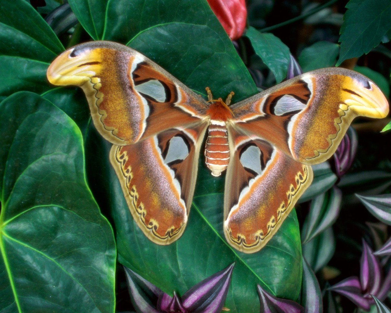 Butterfly Foto tapety (2) #4 - 1280x1024