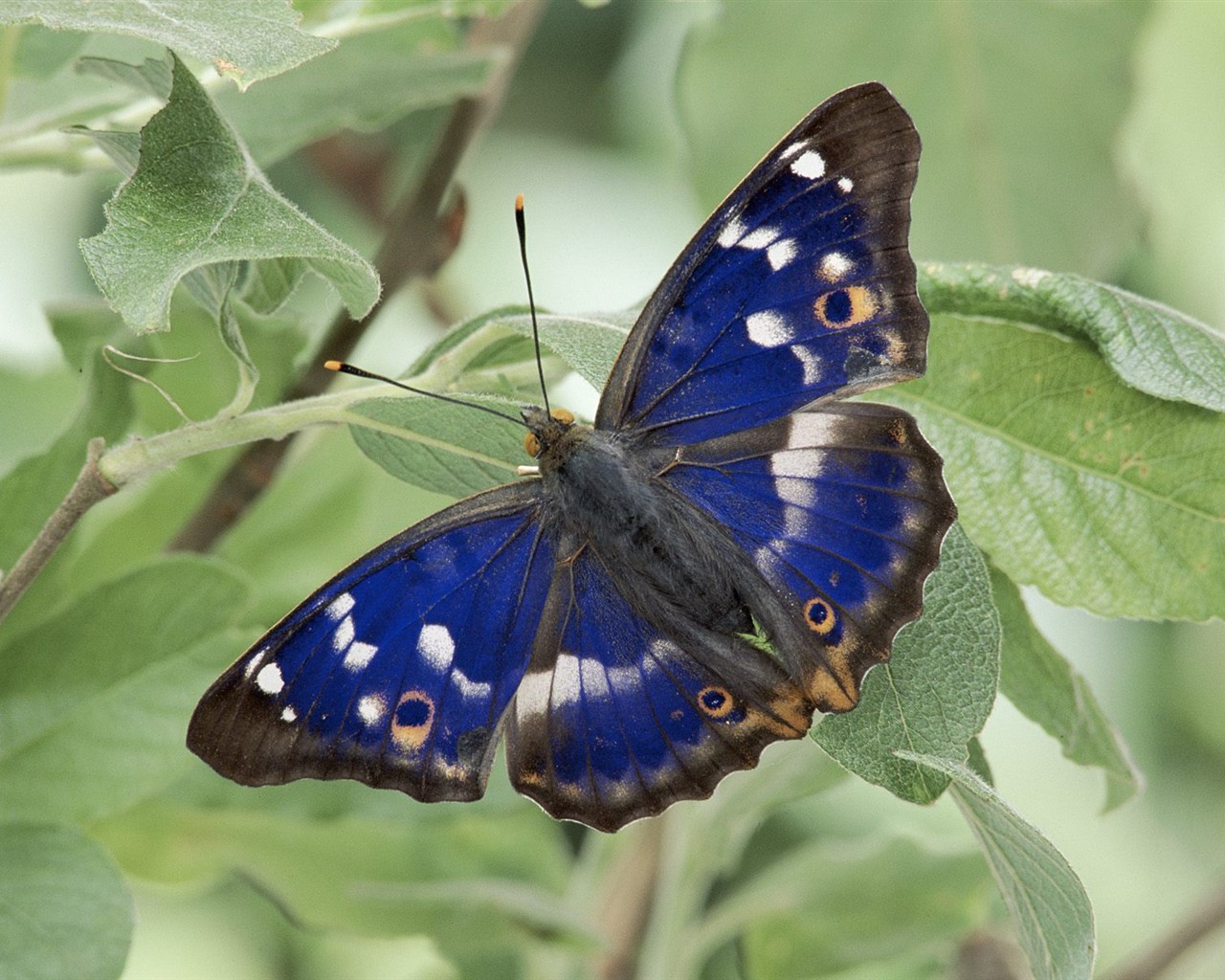 Butterfly Foto tapety (2) #6 - 1280x1024