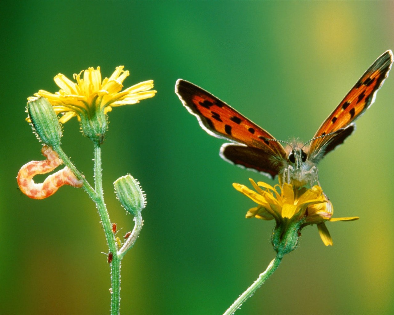 Fondo de pantalla de fotos de Mariposas (2) #9 - 1280x1024