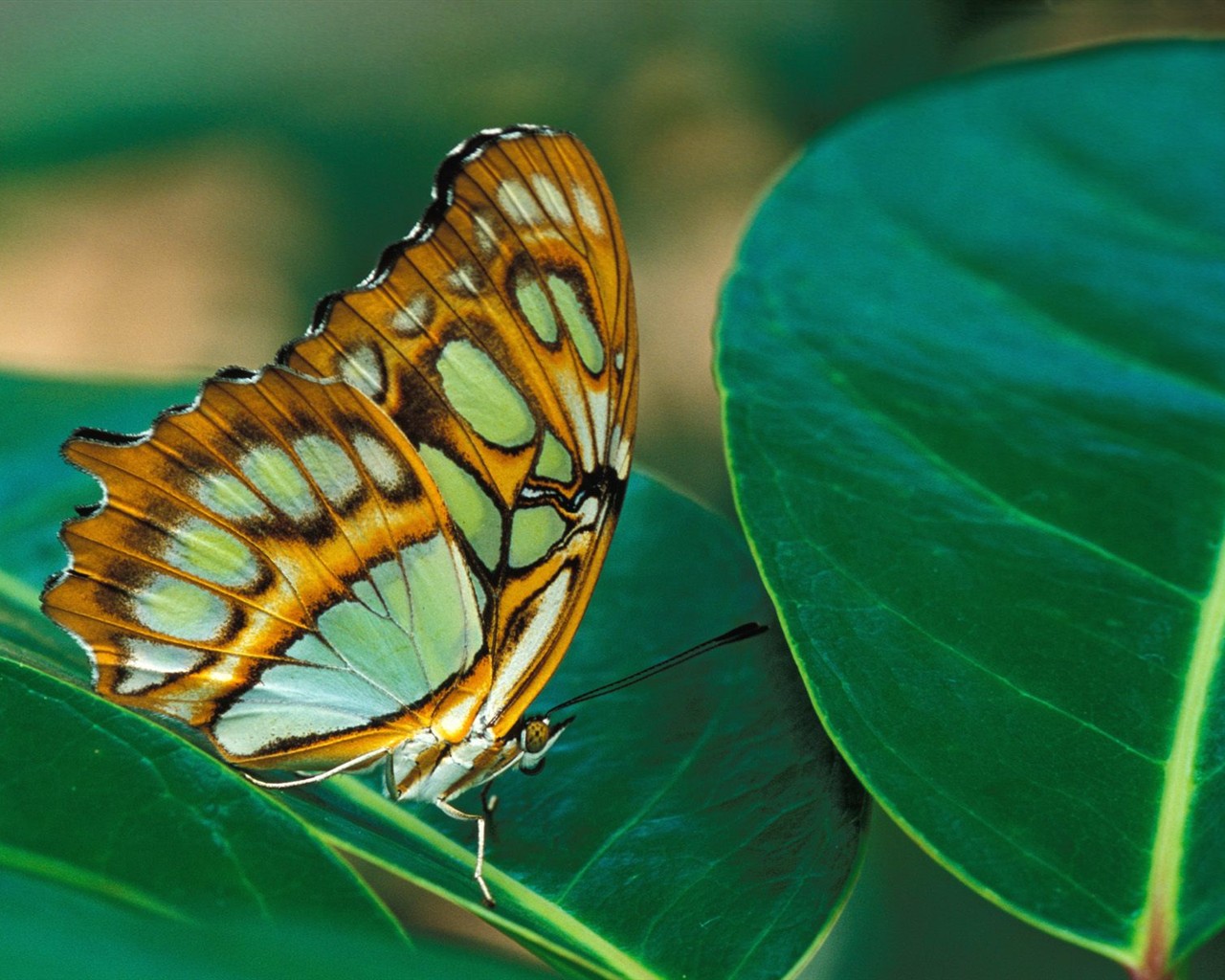 Fondo de pantalla de fotos de Mariposas (2) #10 - 1280x1024