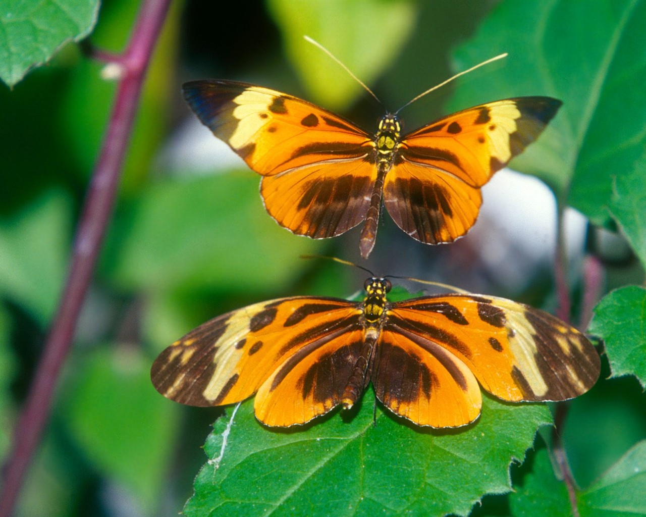 Fondo de pantalla de fotos de Mariposas (2) #12 - 1280x1024