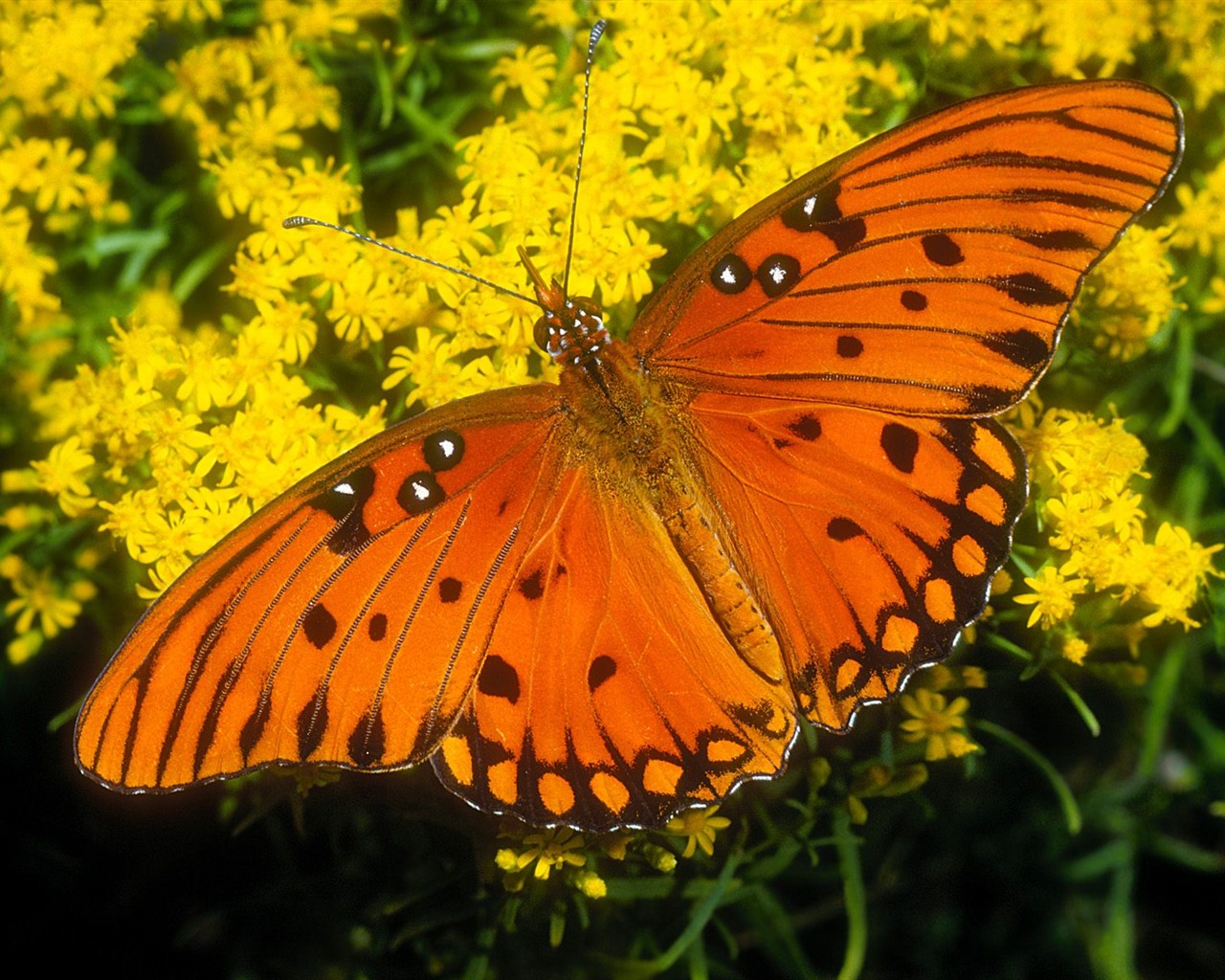 Fondo de pantalla de fotos de Mariposas (2) #14 - 1280x1024