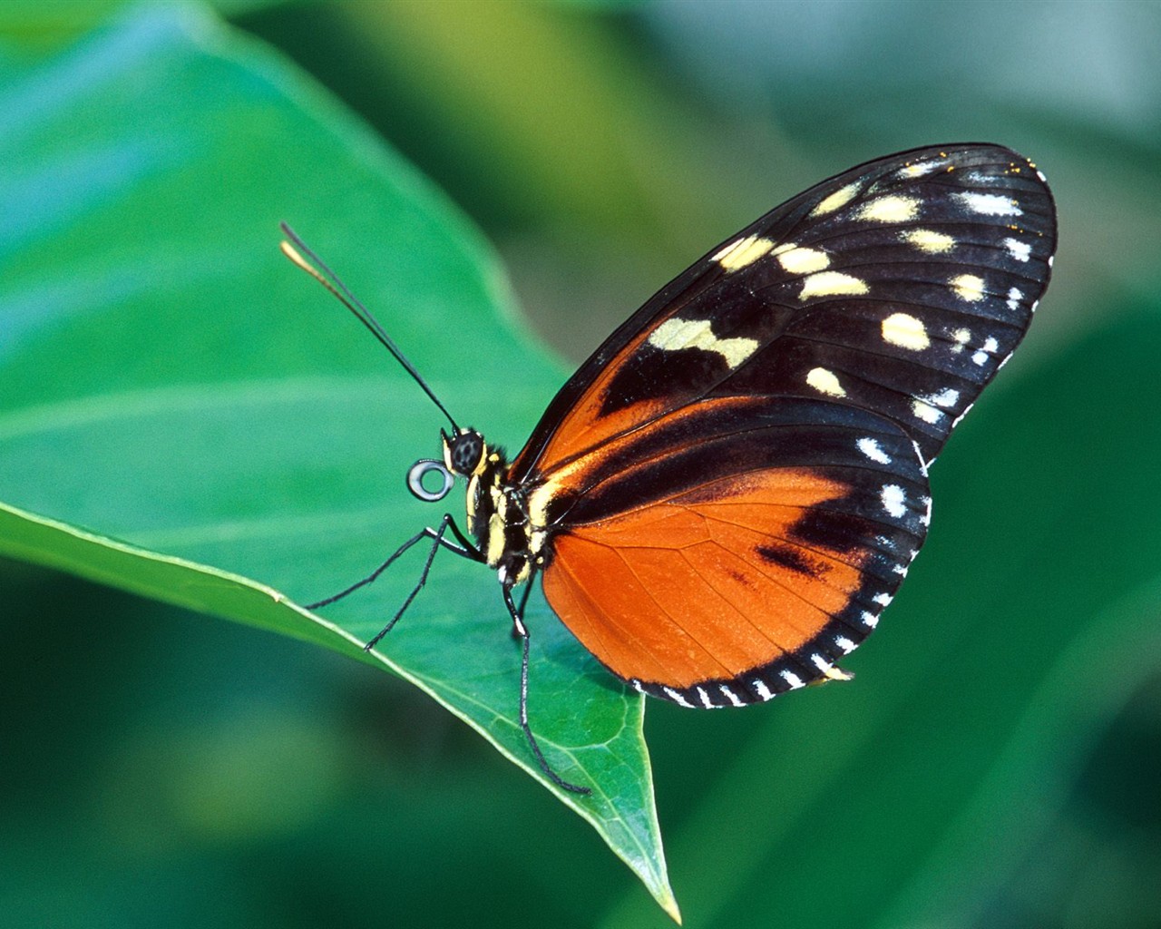 Fondo de pantalla de fotos de Mariposas (2) #15 - 1280x1024