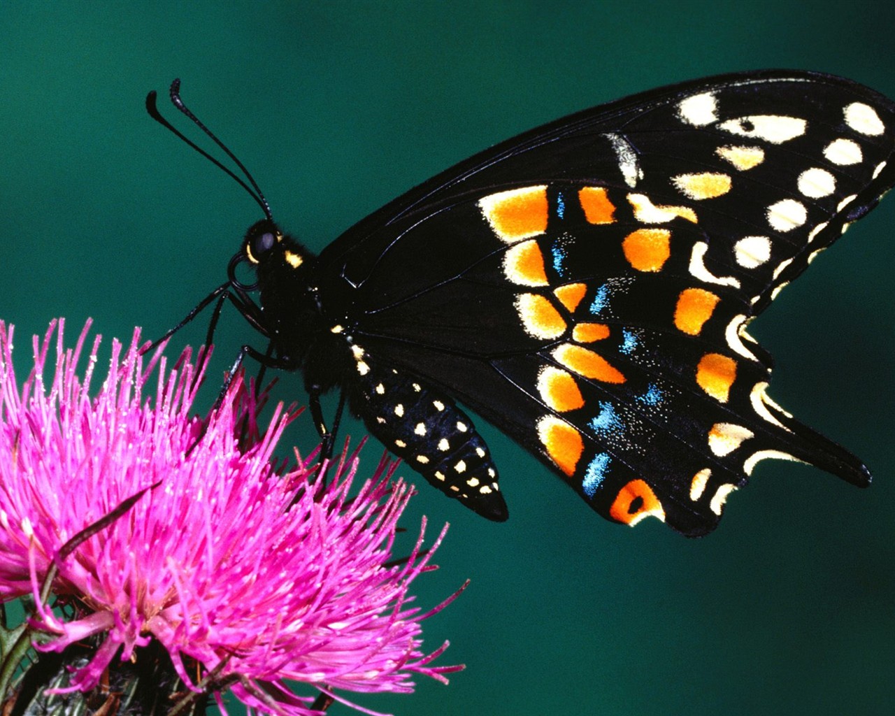 Butterfly Foto tapety (2) #16 - 1280x1024
