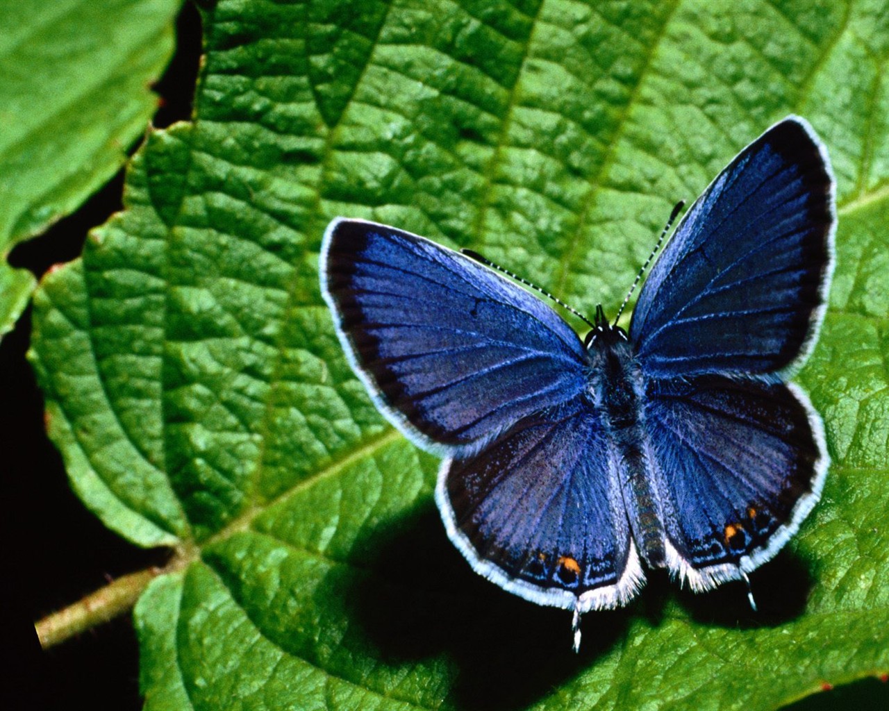 Fondo de pantalla de fotos de Mariposas (2) #17 - 1280x1024