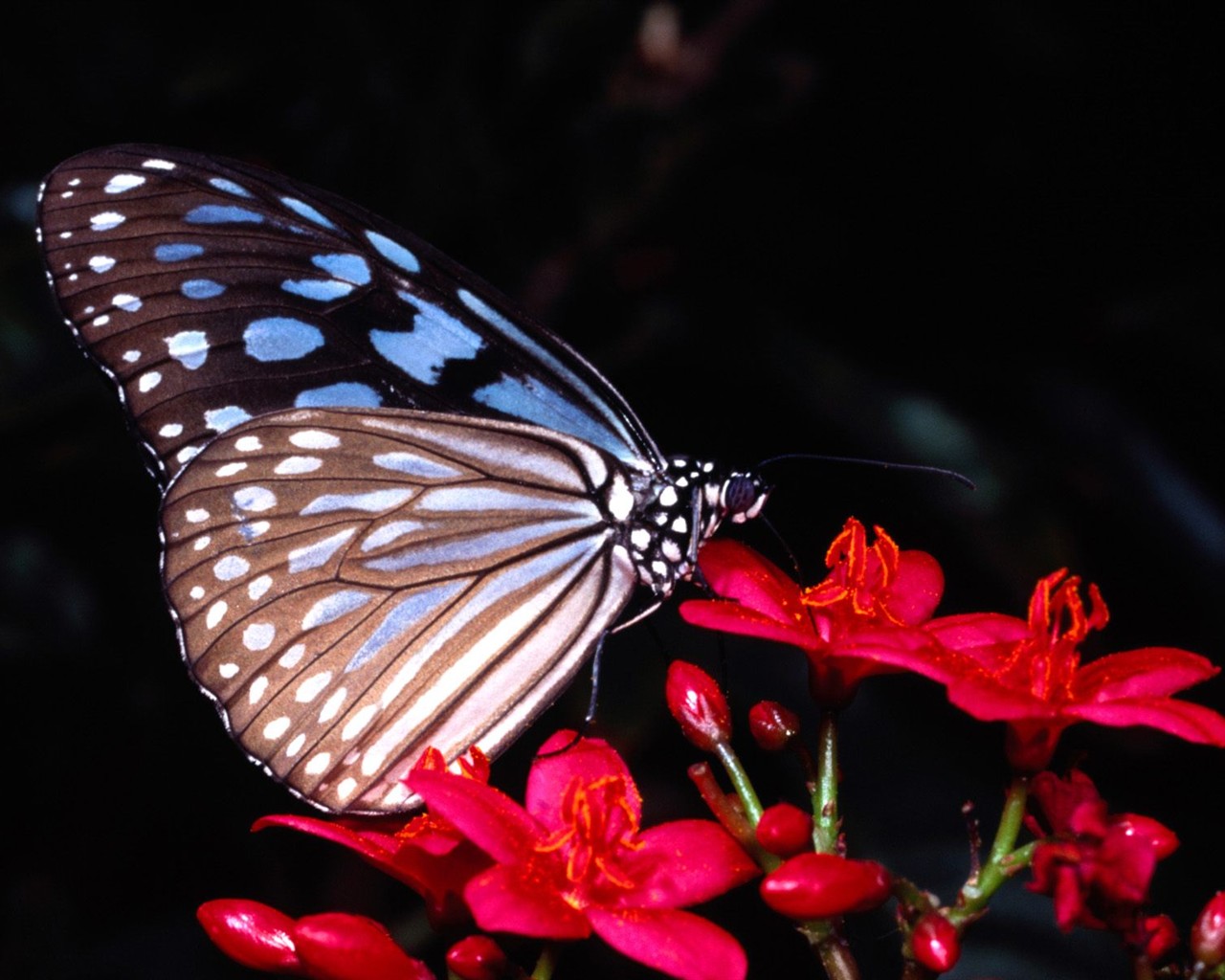 Fondo de pantalla de fotos de Mariposas (2) #18 - 1280x1024