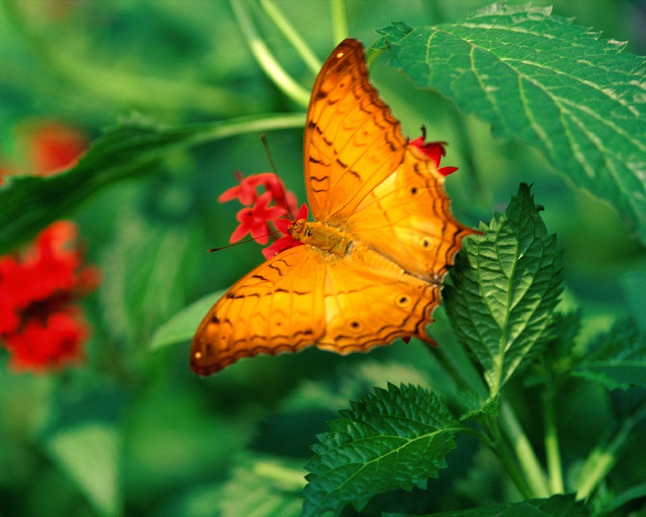 Fondo de pantalla de fotos de Mariposas (2) #19 - 1280x1024