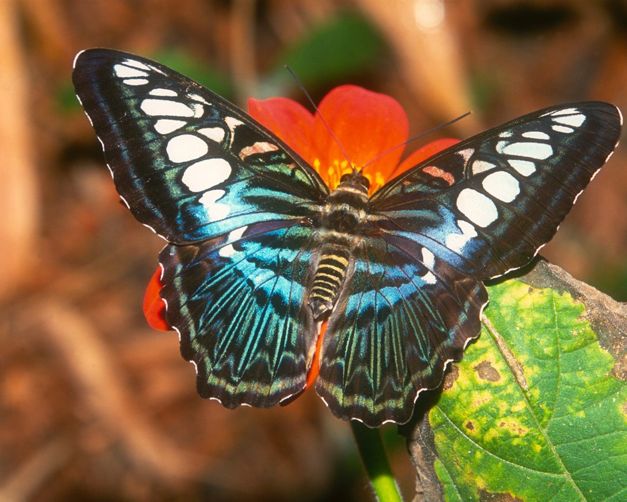 Fondo de pantalla de fotos de Mariposas (2) #20 - 1280x1024