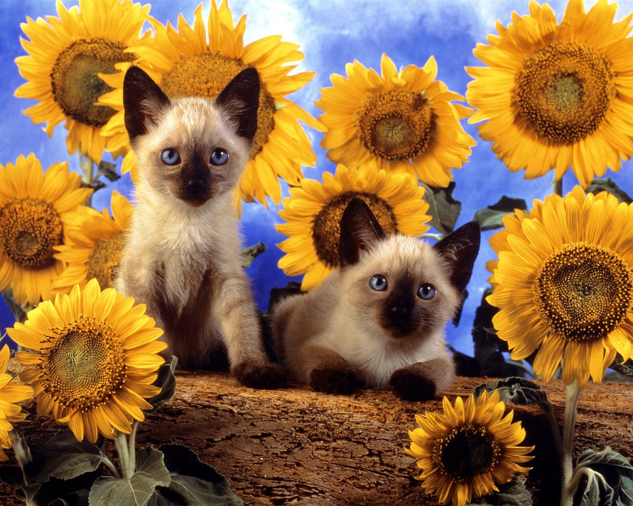 Cats Photo Wallpaper #12 - 1280x1024