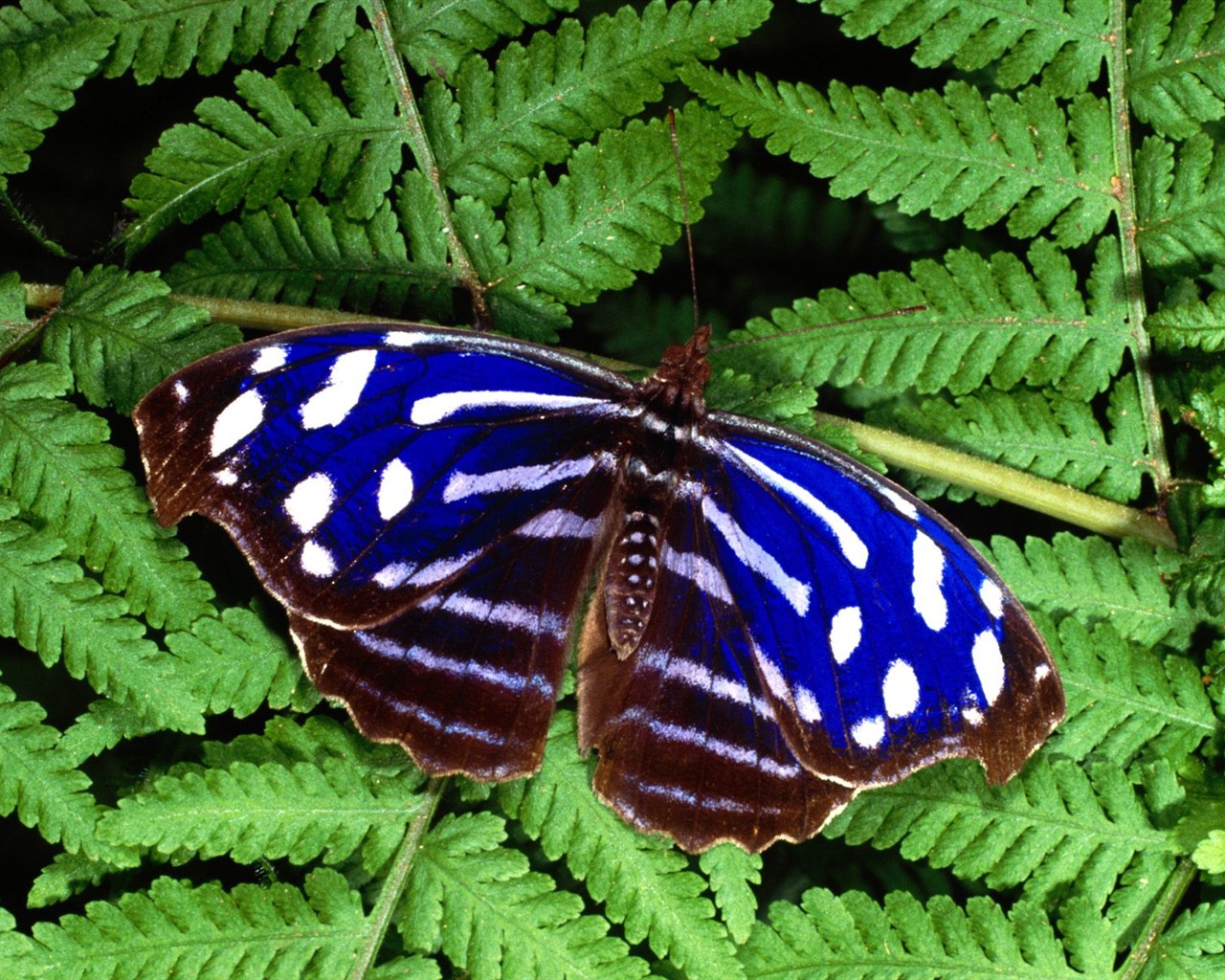 나비 사진 배경 (1) #6 - 1280x1024