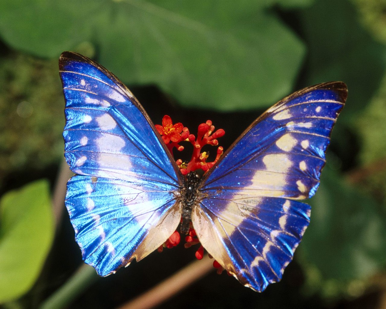 나비 사진 배경 (1) #8 - 1280x1024