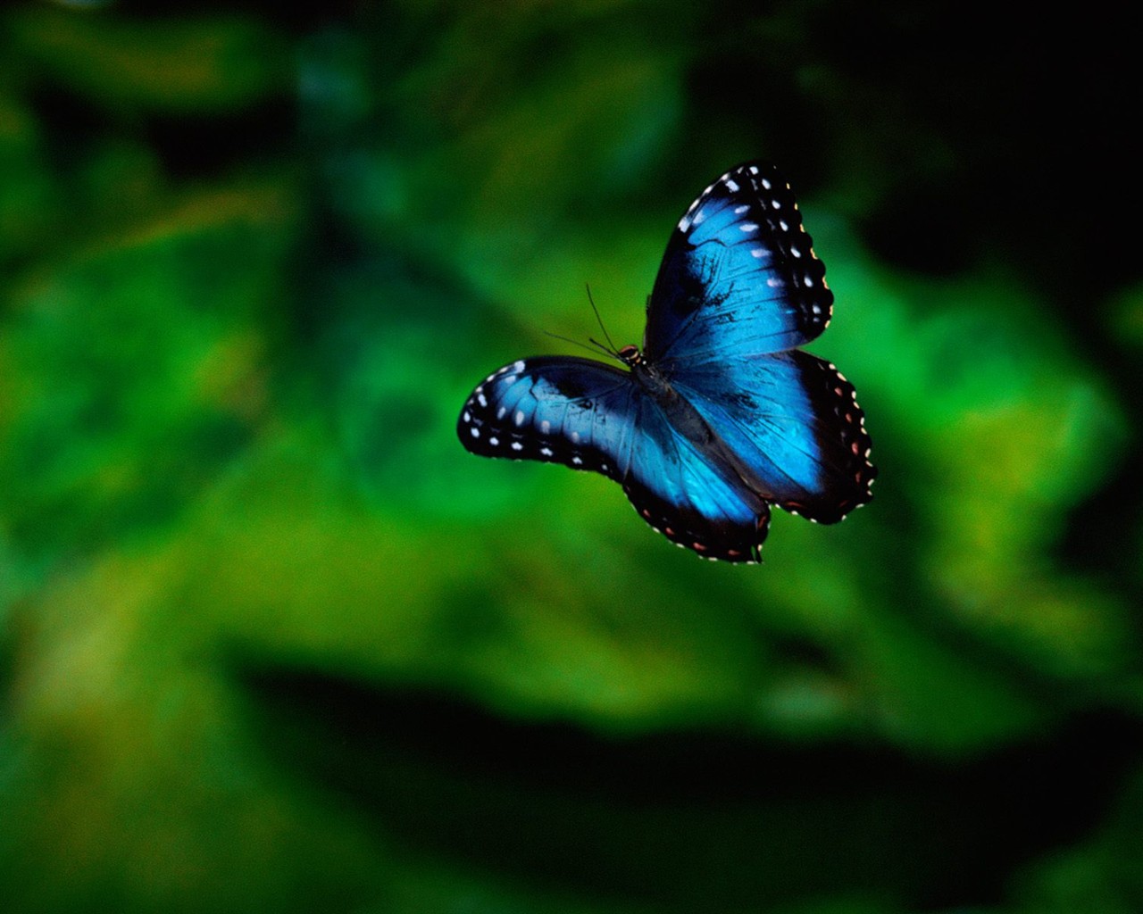 나비 사진 배경 (1) #9 - 1280x1024