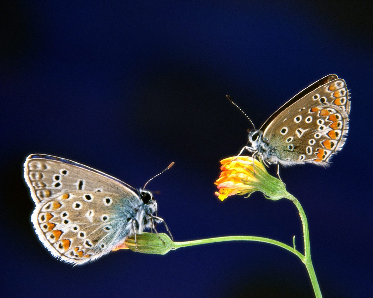 Butterfly Photo Wallpaper (1) #20 - 1280x1024