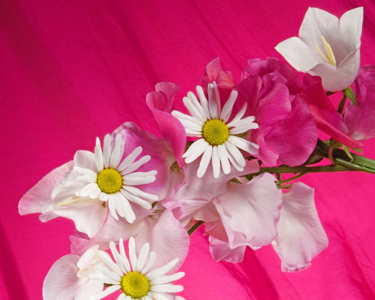 Květiny close-up (2) #1 - 1280x1024