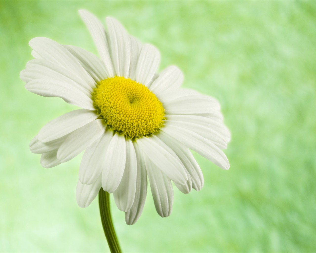 Flowers close-up (2) #9 - 1280x1024