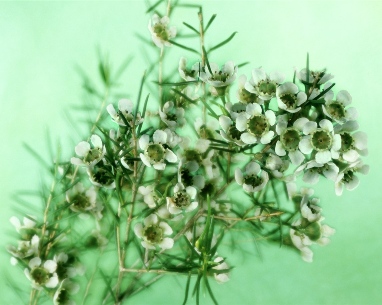 Flowers close-up (2) #19 - 1280x1024