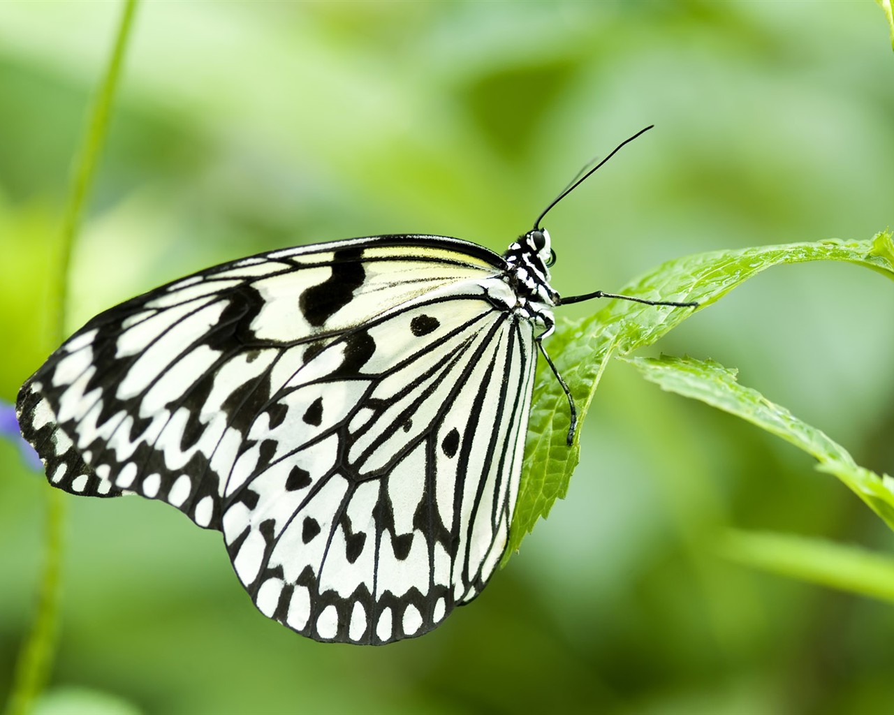 Butterfly Foto tapety (3) #1 - 1280x1024